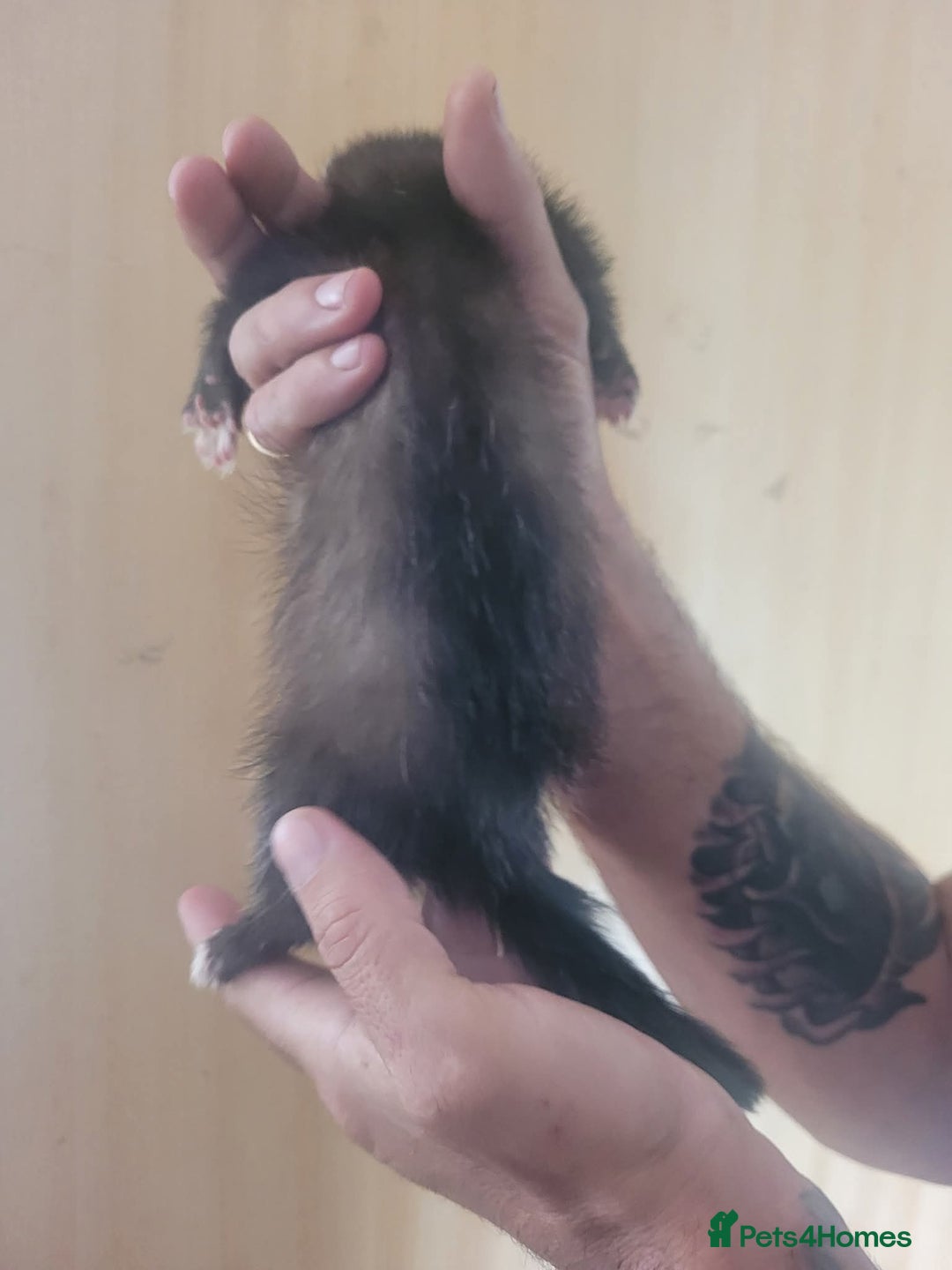 Ferret rodents for sale: Semi Angora Ferrets - Image 4
