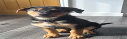 Rottweiler dogs for sale: Beautiful Rottie puppies  - Advert 4