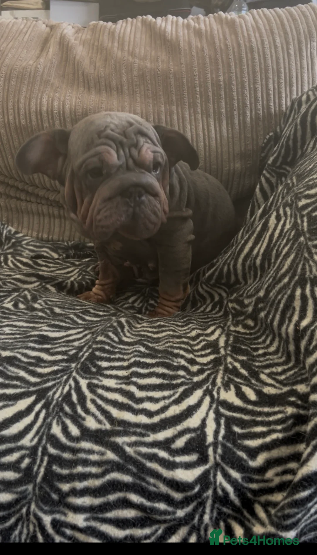 French Bulldog dogs for sale: Fluffy French bulldog  - Advert 2