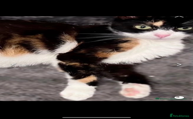 American Shorthair cats - Advert 1
