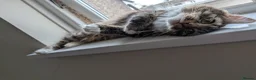 Mixed Breed cats for sale: Male kitten 7 months old  in Coventry - Advert 6