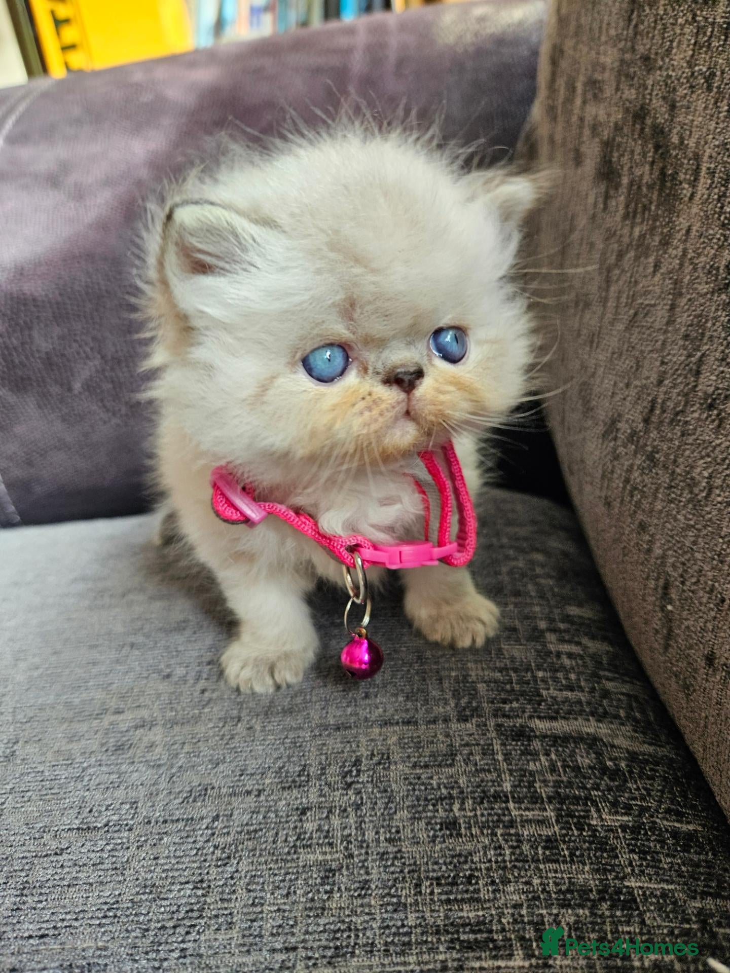Persian cats Stunning Top Quality Persian Kittens  - Advert 5