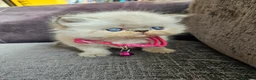 Persian cats for sale: Stunning Top Quality Persian Kittens  - Advert 1