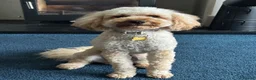 Cockapoo dogs for sale: Cockapoo Puppy 13 months - Advert 11