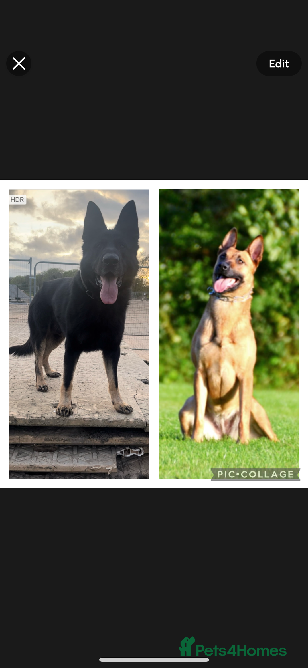 Mixed Breed dogs for sale: Czech shepherd x Belgium malinois - Image 1