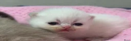 Exotic cats for sale: 3 beautiful quality exotic kittens - Advert 24