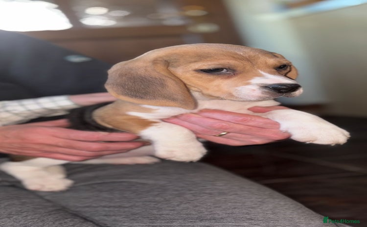 Beagle dogs - Advert 4