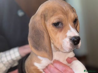 Beagle dogs - Advert 23