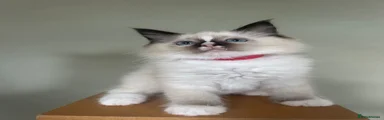 Ragdoll 3