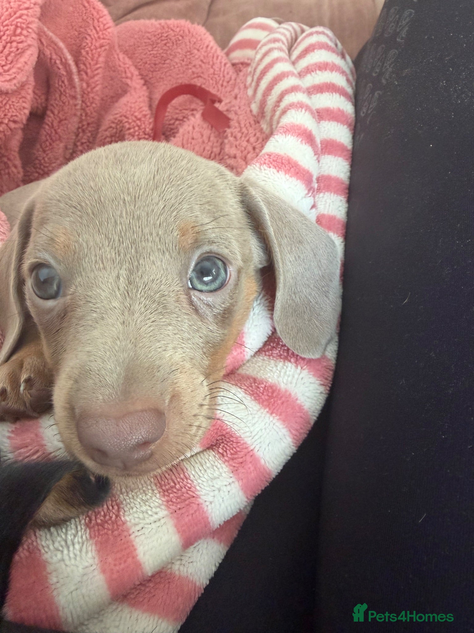 Miniature Dachshund dogs Isabella mini dachshund boy - Advert 1