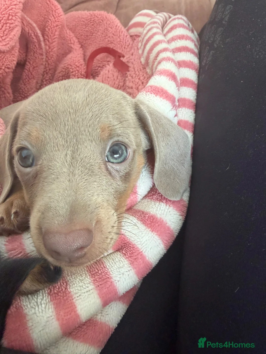 Miniature Dachshund dogs for sale: Isabella mini dachshund boy in Salisbury - Advert 1