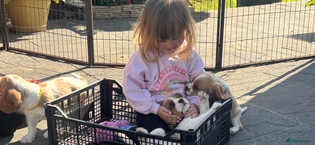 Cavalier King Charles Spaniel dogs for sale: Cavalier King Charles Spaniel  - Image 10