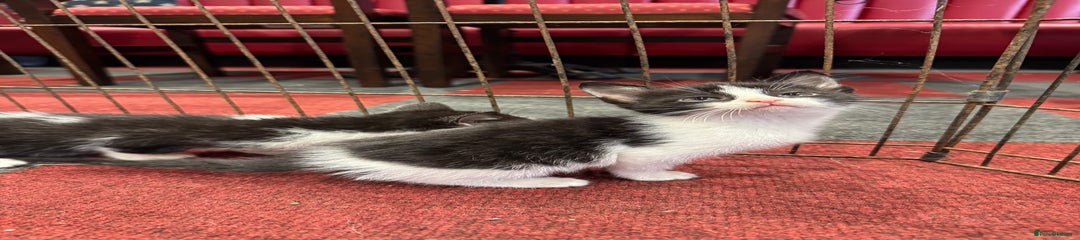 Mixed Breed Kitten 1