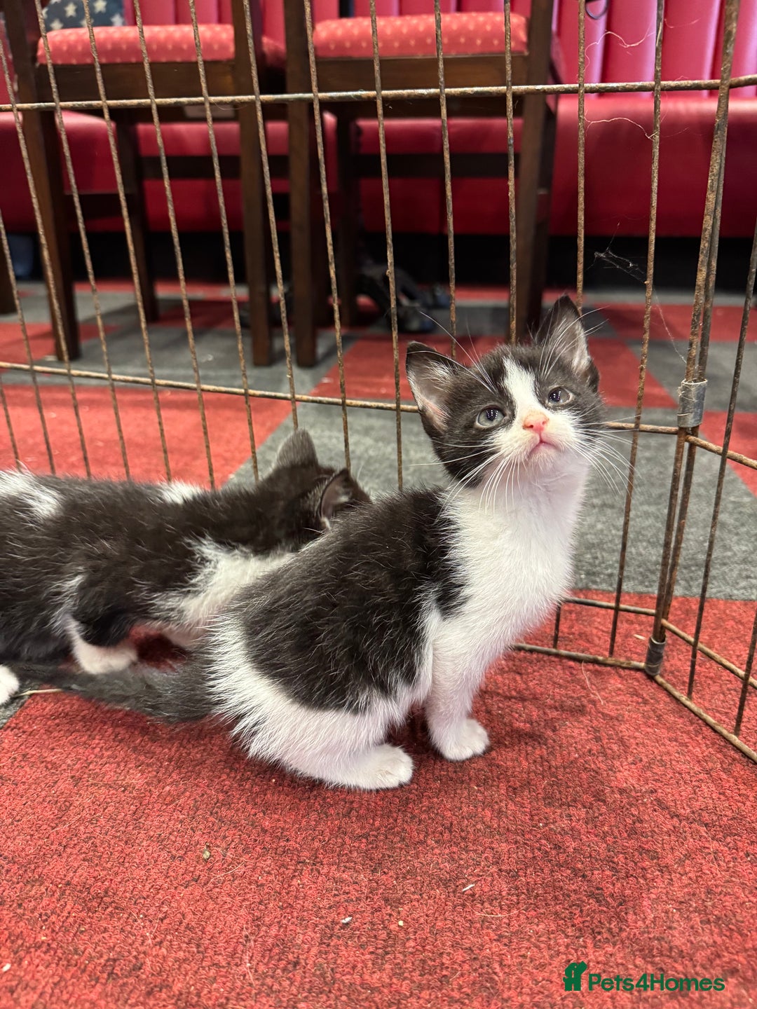 Mixed Breed cats for sale: 5 beautiful kittens ready for new homes - Image 3