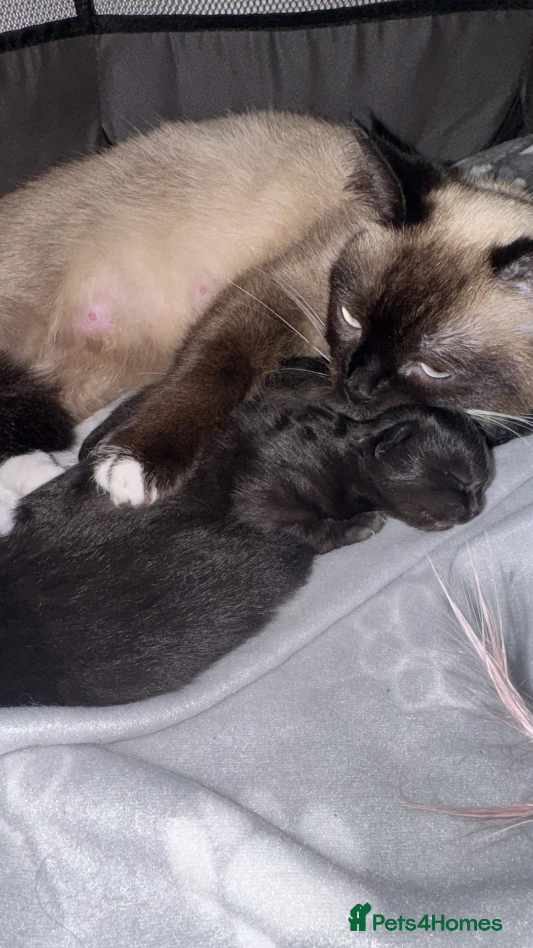 Mixed Breed cats for sale: 3 healthy kittens  - Advert 4