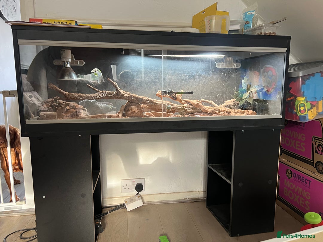 Lizard reptiles for sale: Beautiful collared lizard for sale  - Image 5
