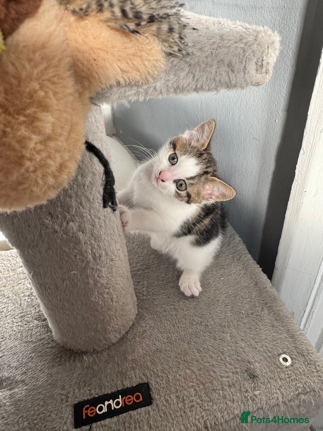 British Shorthair cats for sale: Last kitten  - Advert 13