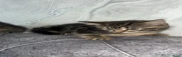 Domestic Shorthair cats for sale: Adorable tabby’s kittens - Advert 31