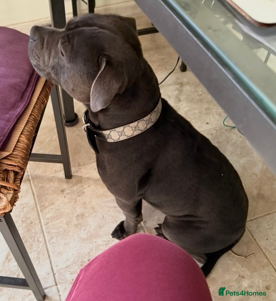 Staffordshire Bull Terrier dogs for sale: KC registered staffordshire bull terrier - Advert 7