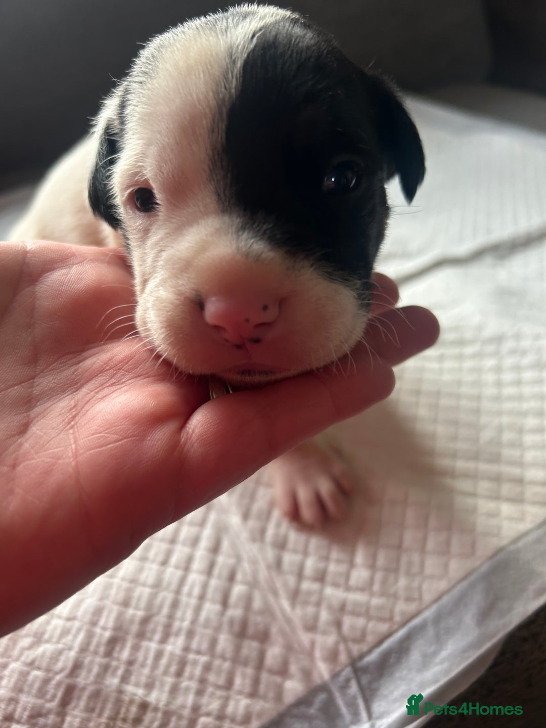 Mixed Breed dogs for sale: 🐾 11 Adorable Puppies From an Accidental Litter - Advert 33