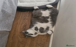 British Shorthair cats for sale: Friendly british shorthair cat for sale - Image 4