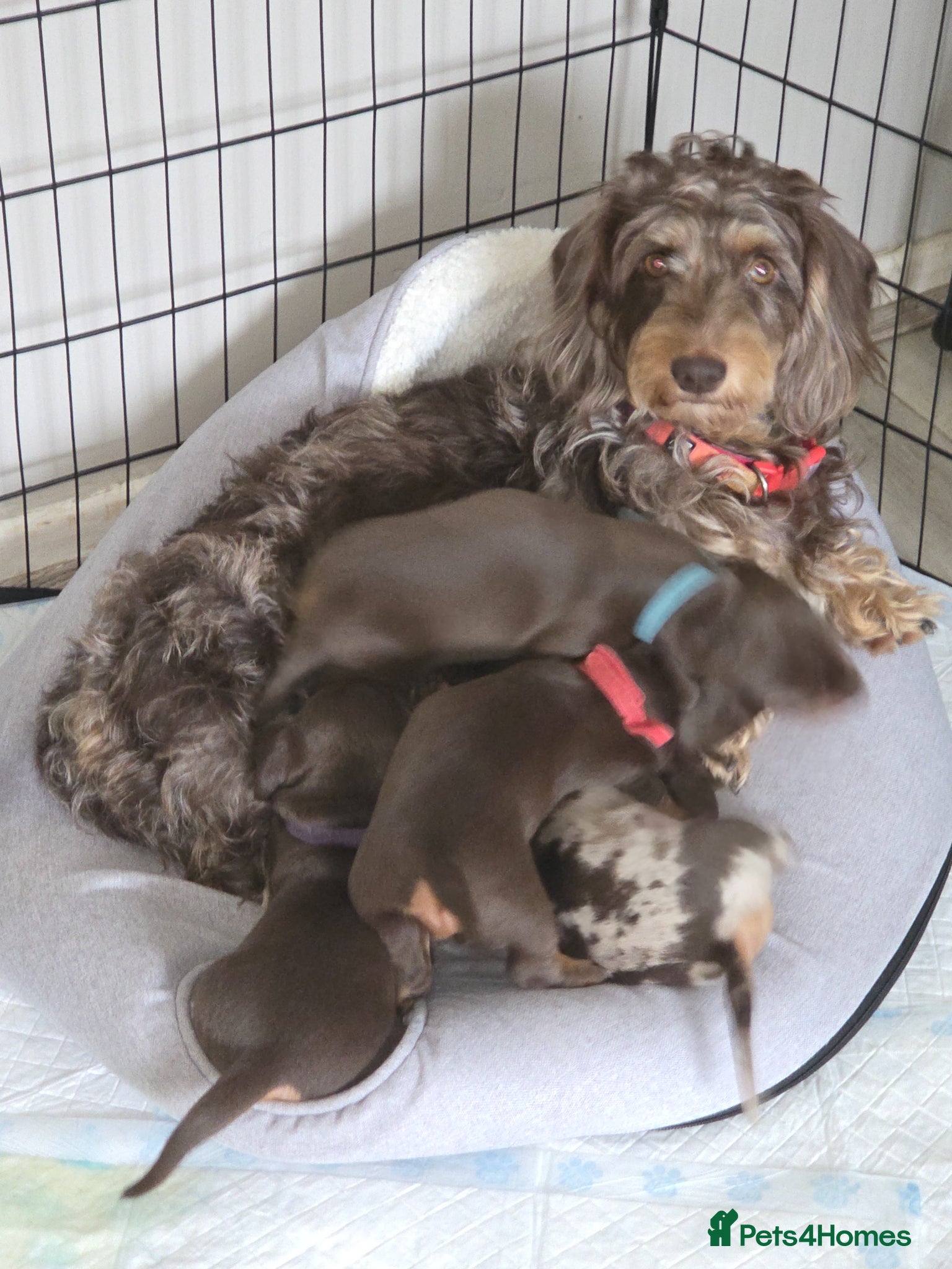 Dachshund dogs Adorable Dachshunds Ready for Their Forever Homes - Advert 13