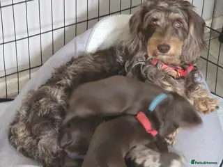 Dachshund dogs Adorable Dachshunds Ready for Their Forever Homes - Advert 13