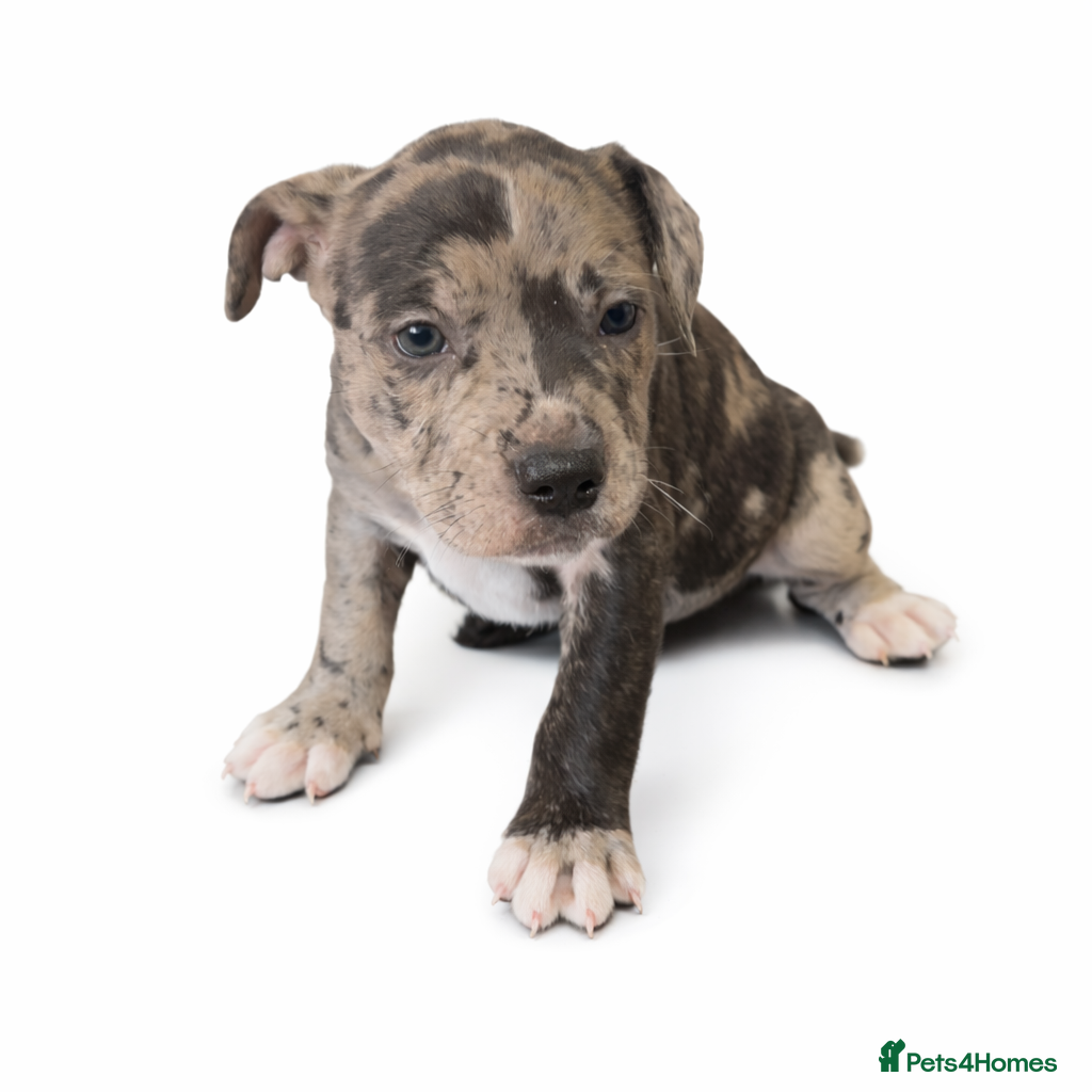 Staffordshire Bull Terrier dogs 5 beautiful staffy pups  - Advert 1