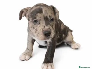 Staffordshire Bull Terrier dogs 5 beautiful staffy pups - Advert 1