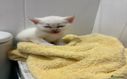 British Shorthair cats for sale: Kittens needing home now🐾 - Advert 8