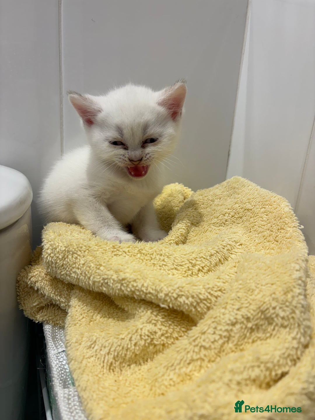 British Shorthair cats for sale: Kittens needing home now🐾 - Advert 8