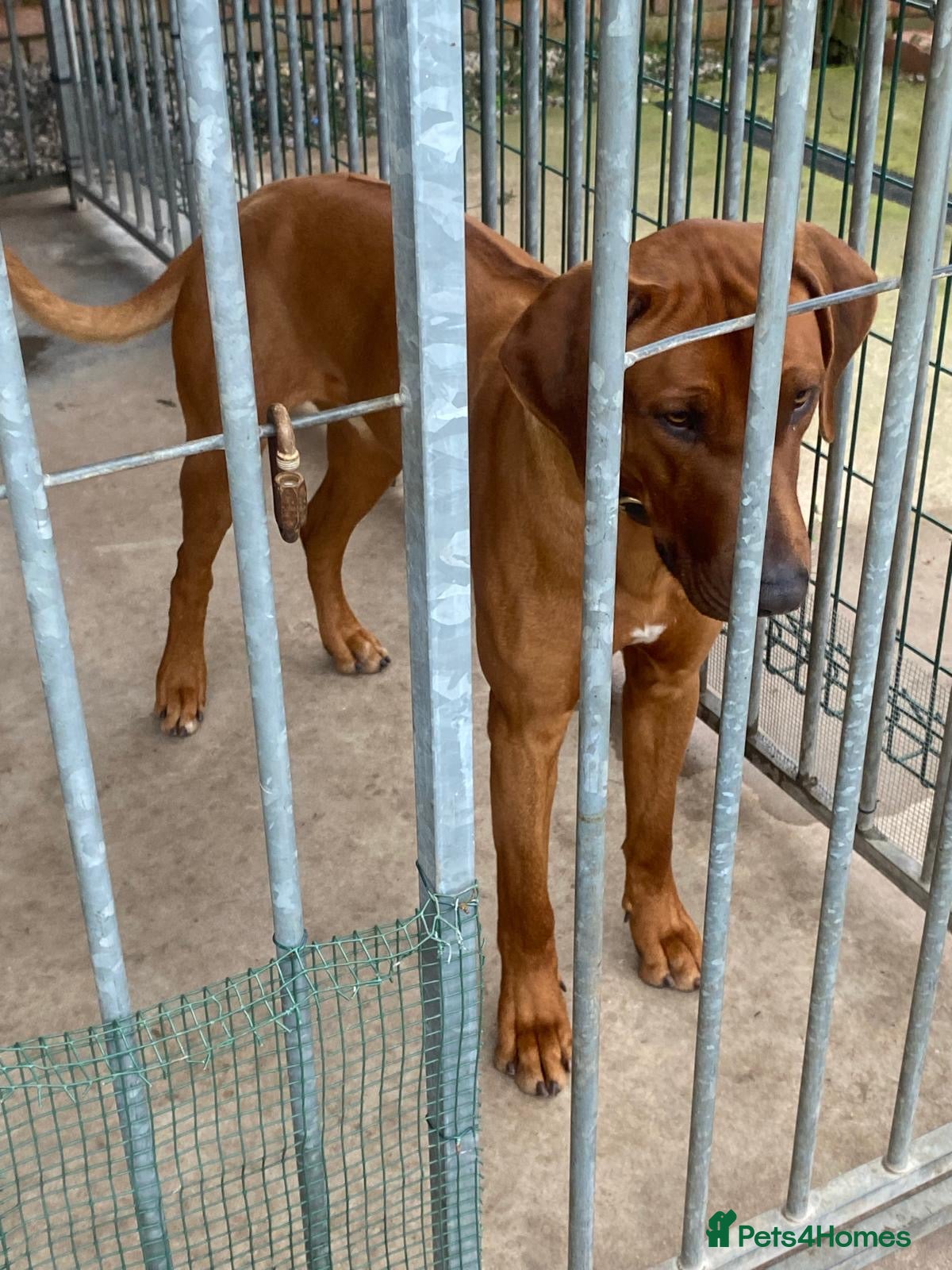 Rhodesian Ridgeback dogs Liver Nosed Rhodesian Ridgeback expecting 08/05/26 - Advert 2