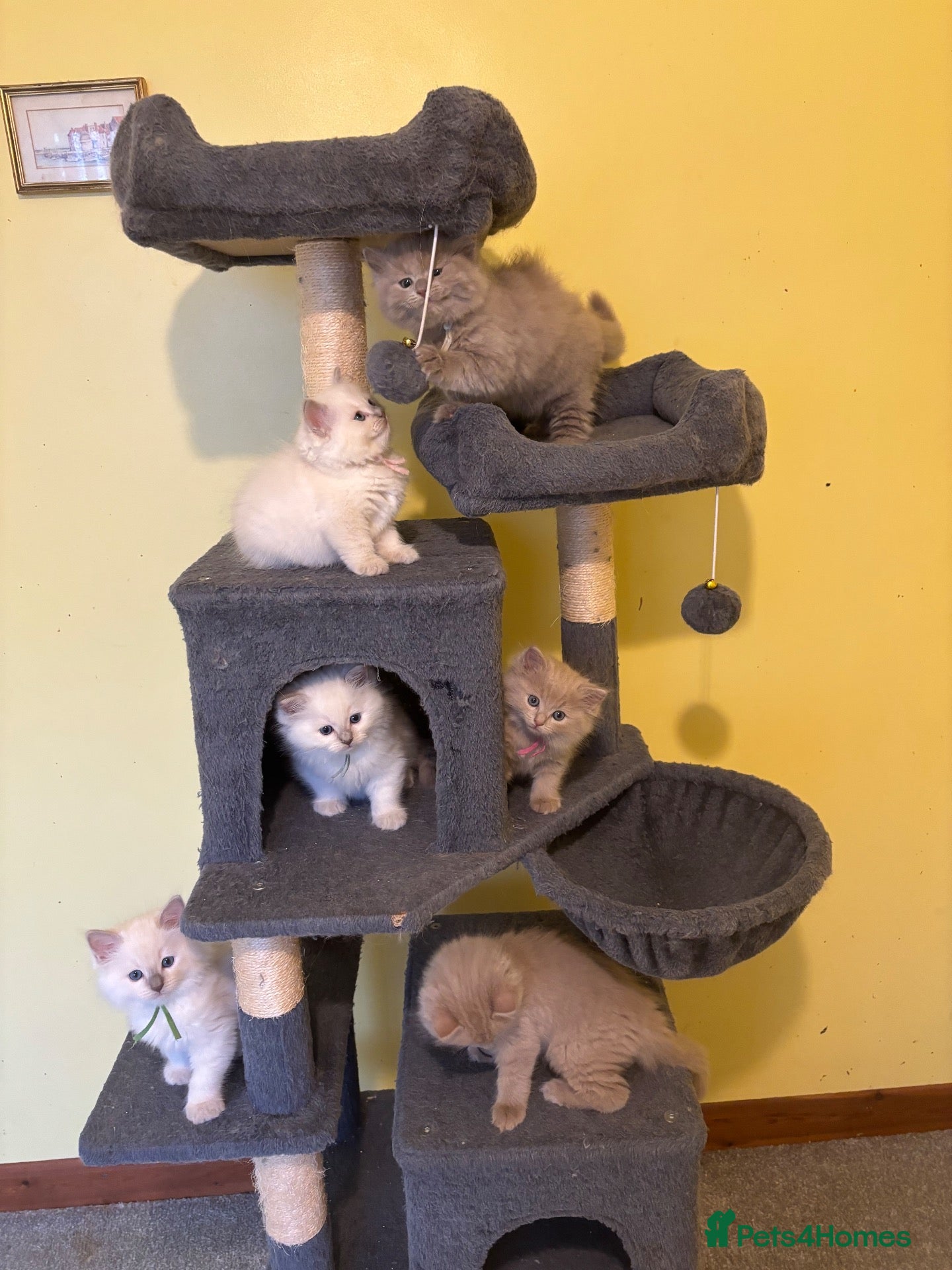 Ragdoll cats RARE CINNAMON CARRYING RAGDOLL KITTENS AVAILABLE  - Advert 1