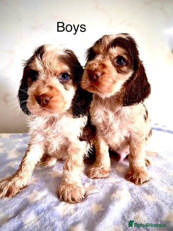 Cocker Spaniel dogs Fully health tested KC Cocker Spaniel puppies - Advert 1