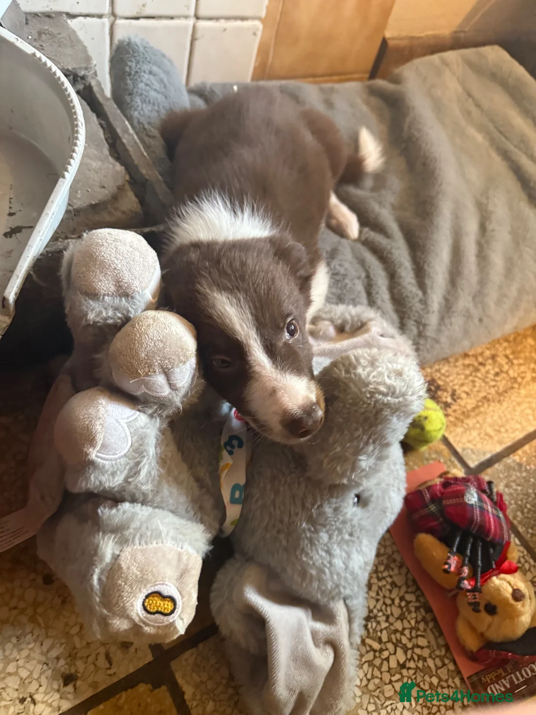 Border Collie dogs for sale: Border collie pups  - Advert 9
