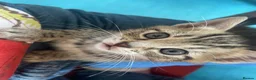 Mixed Breed cats for sale: Bengal and Russian Blue mixed kittens - Advert 3