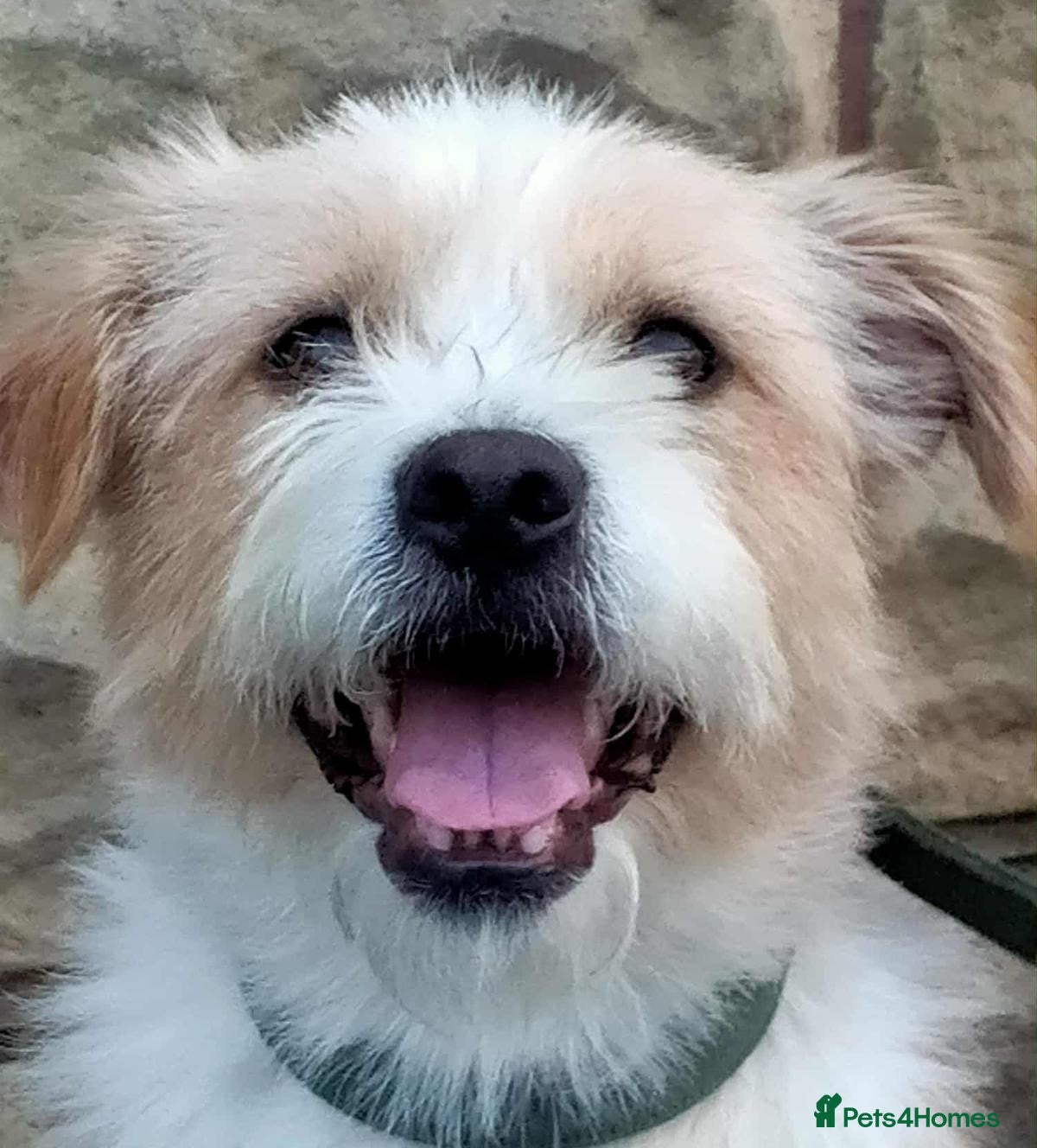 Mixed Breed dogs 🐾💛LUCKY, A Cheerful Little Scruffy Companion💛🐾 - Advert 1