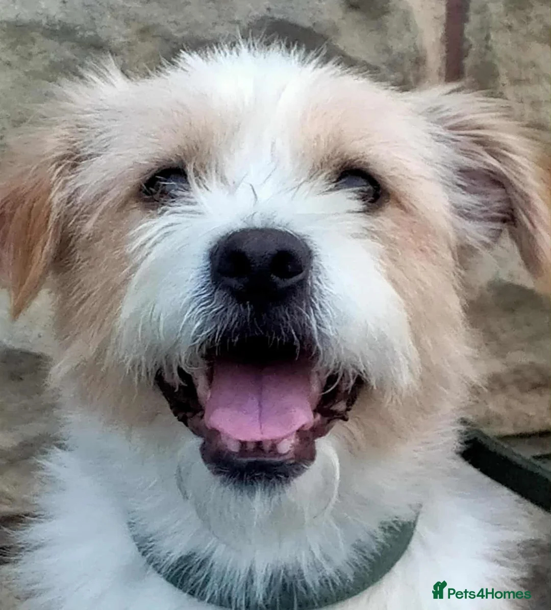 Mixed Breed dogs for adoption: 🐾💛LUCKY, A Cheerful Little Scruffy Companion💛🐾 - Advert 1