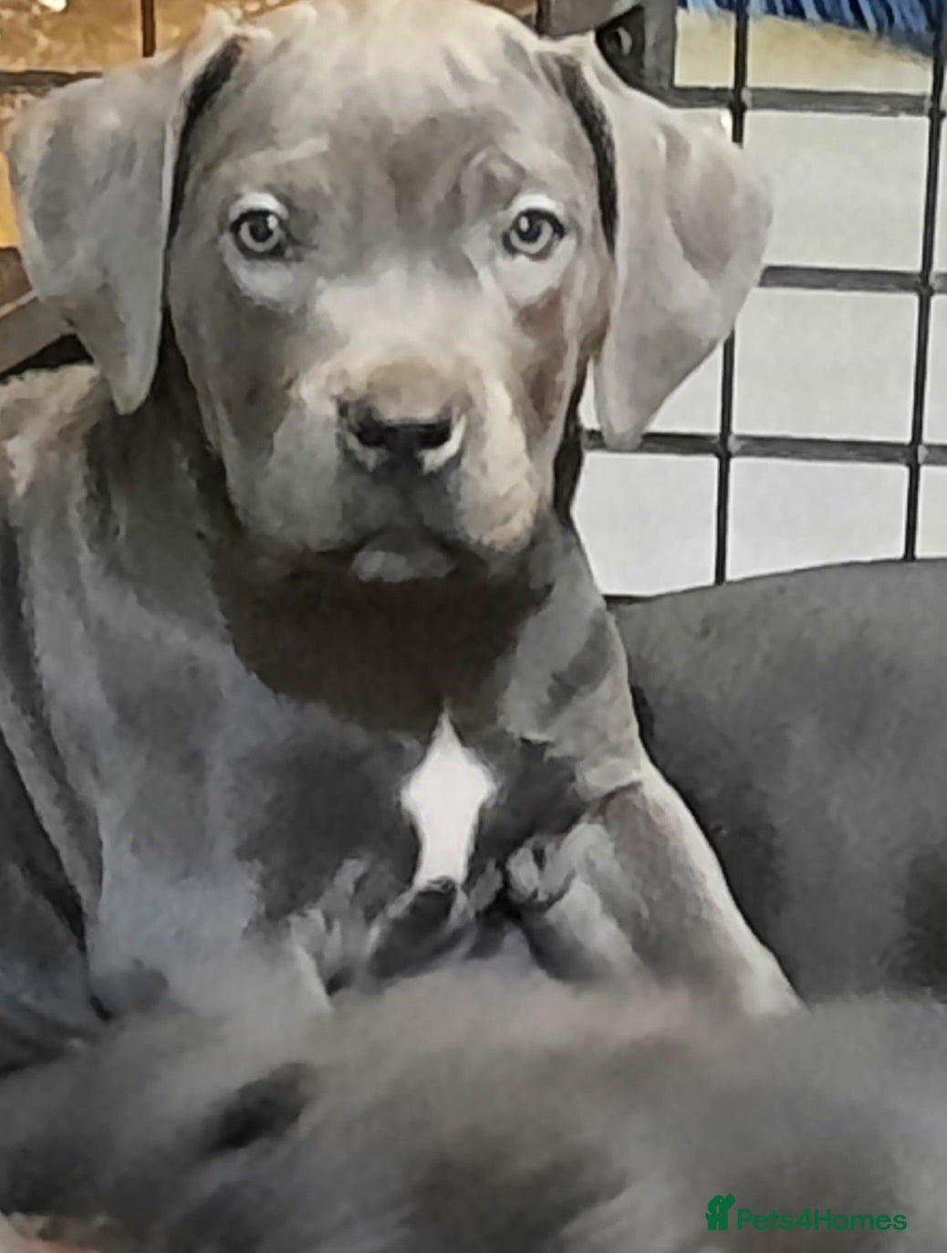 Cane Corso dogs Cane Corso puppies Ready to leave! - Advert 9