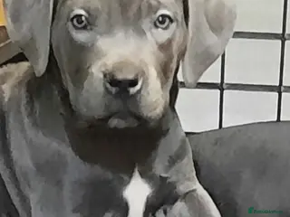 Cane Corso dogs Cane Corso puppies Ready to leave! - Advert 9