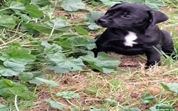 Patterdale Terrier dogs for sale: 4 Lovely Patterdale Puppies - Image 11