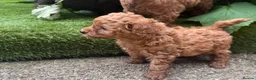 Cavapoochon dogs for sale: Cavapoo curly wurly puppies. 5* Council Reg’d - Advert 13