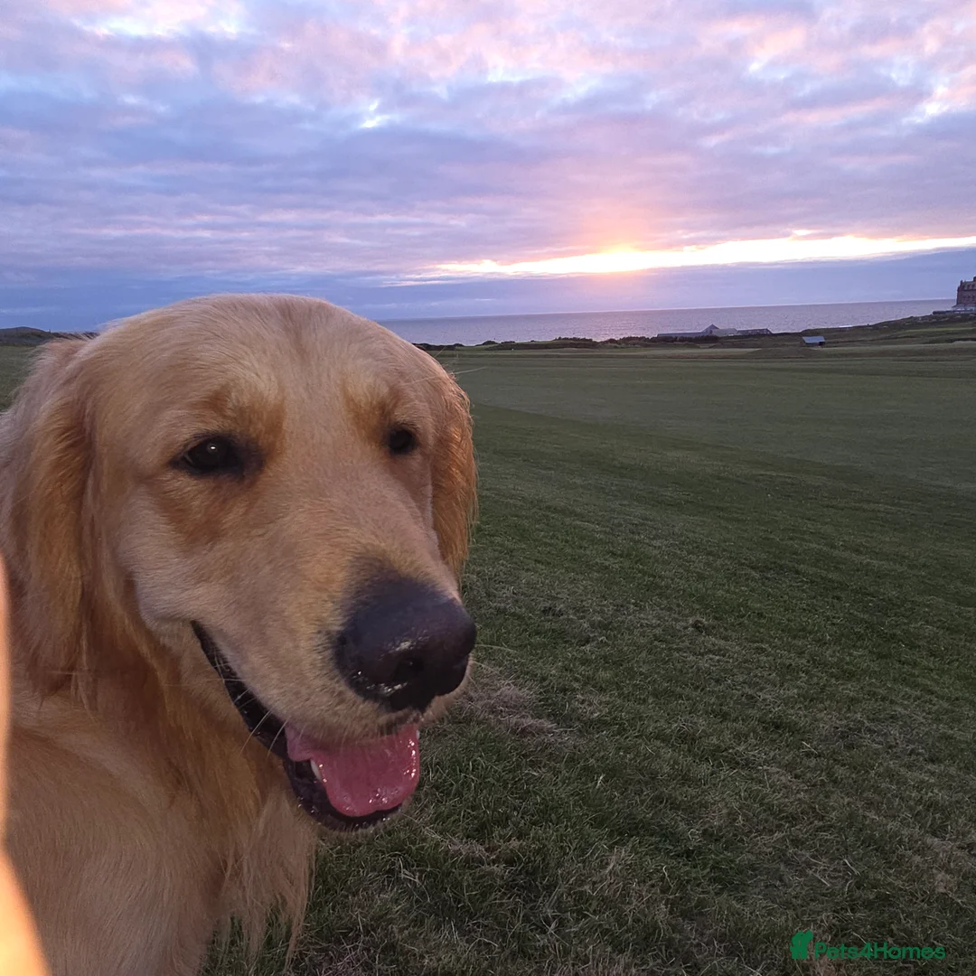 Golden Retriever dogs for stud: Golden Retriever Stud Dog – Northampton  - Advert 4