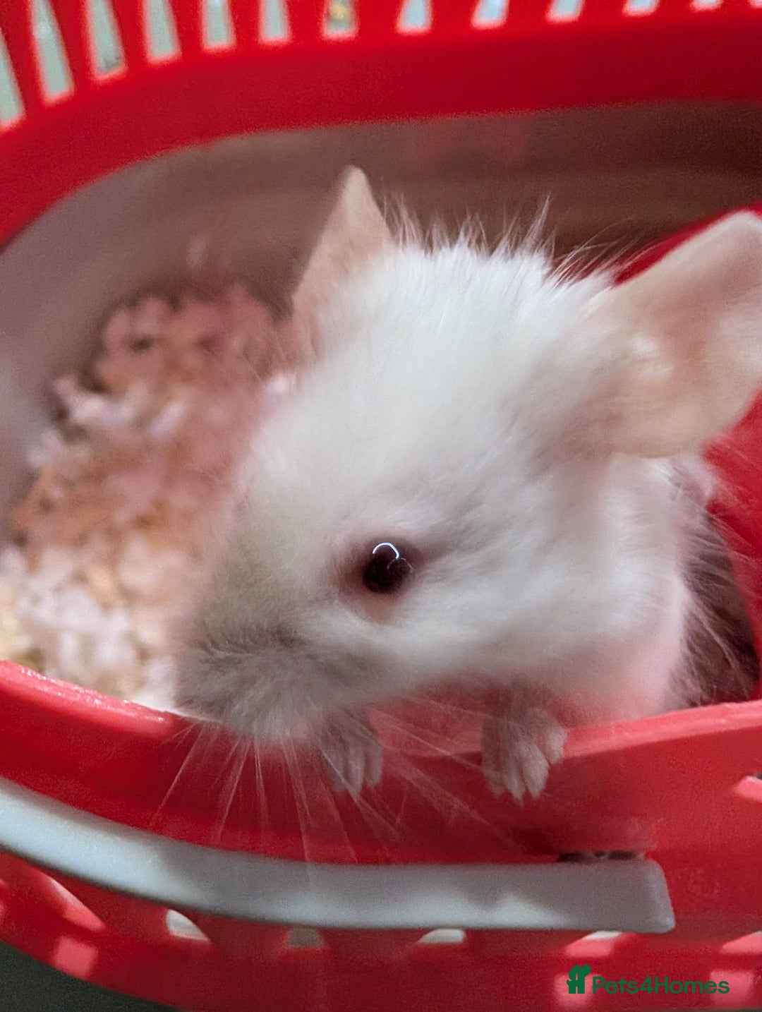 Mouse rodents for sale: Female mouse for rehoming - Advert 2