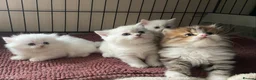 Munchkin cats for sale: Full Pedigree Munchkin Kittens( 7 weeks old)  - Advert 6