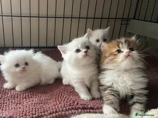 Munchkin cats Full Pedigree Munchkin Kittens( 7 weeks old) - Advert 3