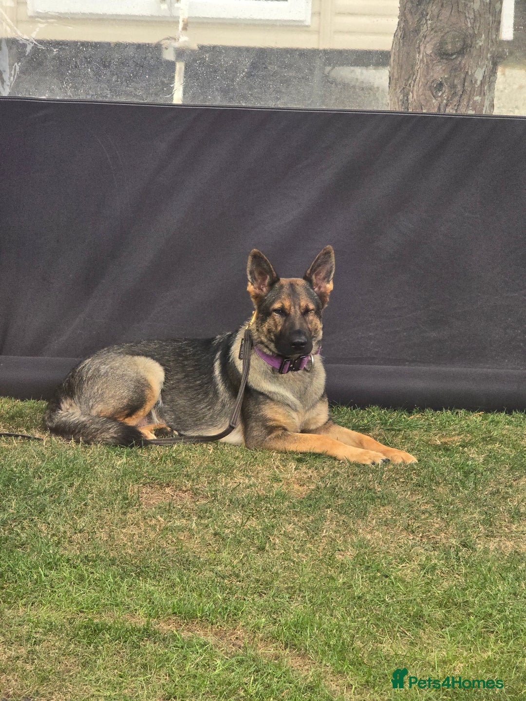 German Shepherd dogs for sale: Guard dog  - Advert 5