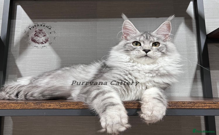 Maine Coon cats - Advert 3