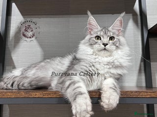 Maine Coon cats - Advert 1