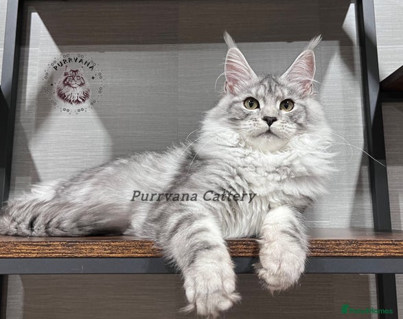 Maine Coon cats - Advert 3